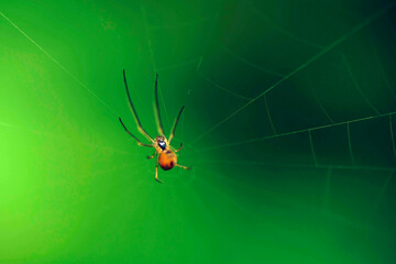 Colorfull  spider hanging at the web on the green background