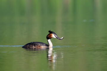 Great Crested Grebe (Podiceps cristatus) Eating fish on a Lake, Beautiful Water Bird, Wildlife scene from nature, Romania, Transylvania