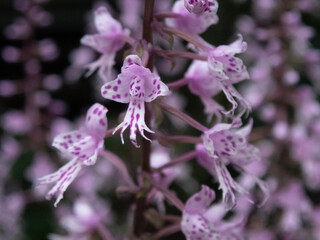 purple flowers in the garden