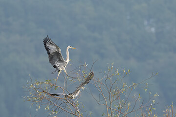Grey Heron Landing in Tree, Grey Heron (Ardea cinerea) in Flight 