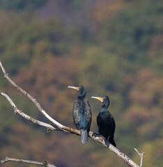 Black Bird Cormorant Phalacrocorax carbo pairs Sitting on a Branch