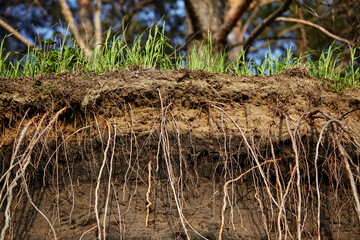 Grass earth and roots. Green grass with earth crosscut. Cross section of the earth with roots and layers of dirt on a summer day. Cross-section of the ground.