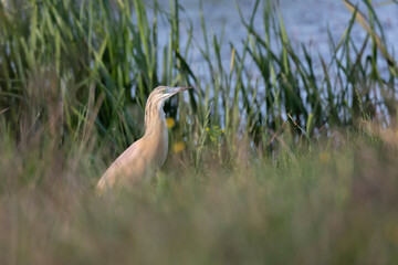 Squacco Heron on the Lake, Beautiful Squacco Heron Searching for Food © AlexandruPh