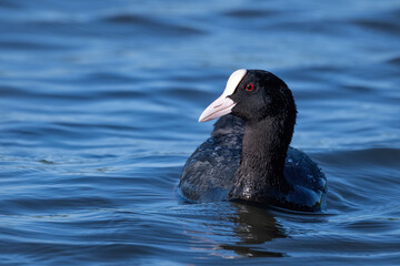 Beautiful portrait of a black bird with red eyes swimming in blue lake Eurasian Coot (Fulica atra) on the  pond
