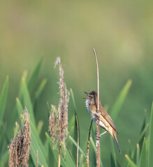 Beautiful Bird Singing, Bird Sitting on a Branch, Small Bird Singing Loud