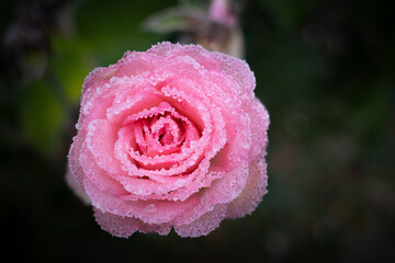 a pink flower of a rose is covered with frost