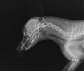 Head and Neck Dog X Ray, Dog X ray