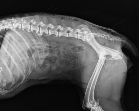 Abdominal X Ray of a Dog