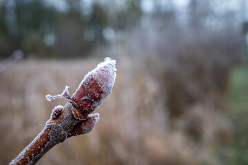 a bud of a chestnut is covered by frost