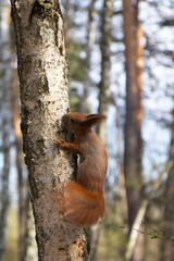 Cute squirrel with red ears sits on a tree