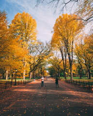 Autumn color at The Mall, in Central Park, Manhattan, New York City