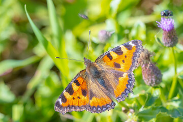 Aglais urticae, small tortoiseshell butterfly top view, open wings