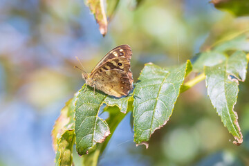 Obraz premium Speckled wood butterfly Pararge aegeria side view
