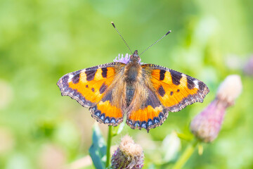 Aglais urticae, small tortoiseshell butterfly top view, open wings