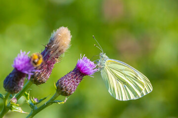 Green-veined white butterfly, Pieris napi, feeding nectar of a purple thistle flower