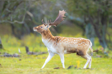 Fallow deer stag rut during Autumn season.