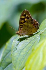 Speckled wood butterfly Pararge aegeria side view