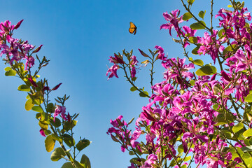 Obraz na płótnie Canvas Monarch in flight above beautiful purple flowers with bright blue sky background.