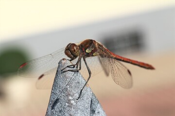 Libelle bei Sonnenschein