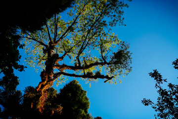 Gramado,  lago negro,