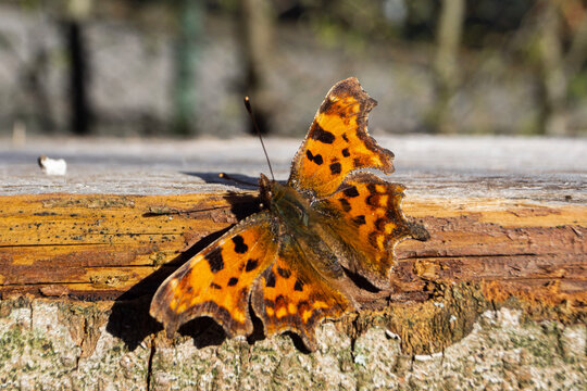 butterfly on log