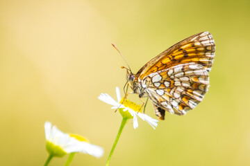 Heath fritillary butterfly, melitaea athalia, pollinating