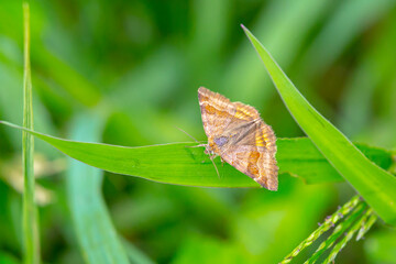 Burnet companion moth, Euclidia glyphica, resting in a field
