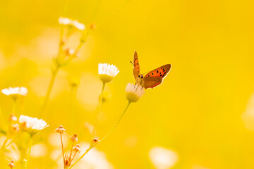 Small or common copper butterfly lycaena phlaeas closeup © Sander Meertins