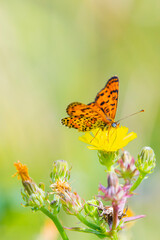 Melitaea didyma, red-band fritillary or spotted fritillary butterfly feeding on flowers.