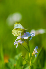 Green-veined white butterfly Pieris napi  resting in a meadow