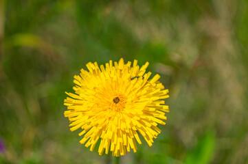 Beautiful dandelion flower and bee