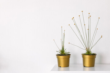 Syngonanthus chrysanthus. This species is the Syngonanthus chrysanthus Mikado. It's a widely famous houseplant everywhere in the world. It has long stems which display golden enclosed buds.