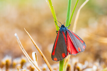 Cinnabar moth, Tyria jacobaeae