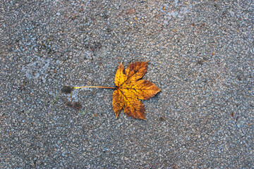 Paysage d'automne avec des arbres jaunes, feuillage color&eacute;, le soleil rayonnant &agrave; travers les arbres et le ciel bleu