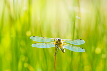 Naklejka premium Close-up of a four-spotted chaser Libellula quadrimaculata dragonfly