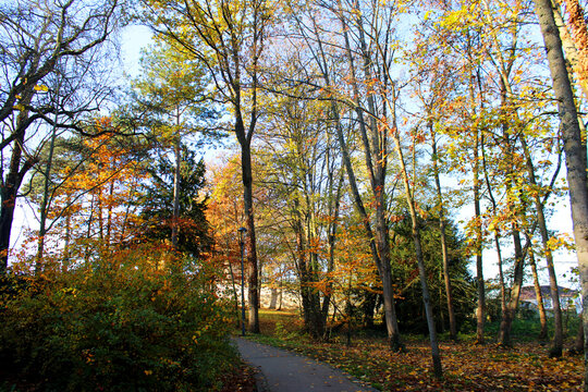 Paysage d'automne avec des arbres jaunes, feuillage color&eacute;, le soleil rayonnant &agrave; travers les arbres et le ciel bleu