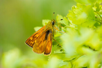 Large skipper Ochlodes sylvanus butterfly resting