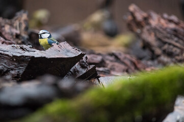 Eurasian blue tit (Cyanistes caeruleus), Italy.