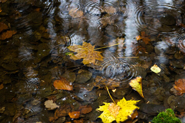 Autumn foliage in the water. Autumn colors in nature. 
