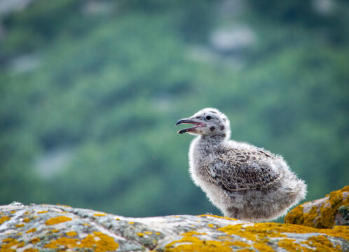Baby seagull at Saltee islands, Ireland, with blurred background and copy space.
