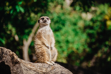 meerkat on guard