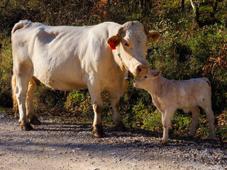 a cow with a calf in the mountains