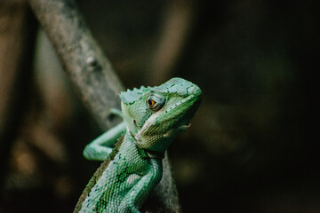 green iguana on a branch