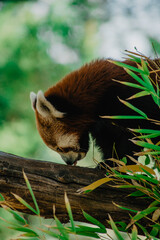 red panda in the woods