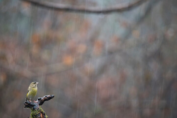 European greenfinch (Chloris chloris) in the italian apennines, Italy.
