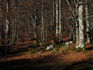 view of the forest trees on autumn
