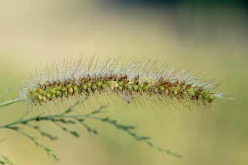 grass seed head covered in dew