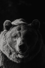 brown bear portrait in zoo