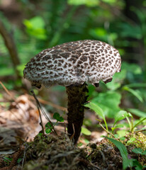 old man of the woods mushroom in the forest