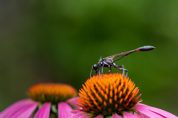Fototapeta na wymiar thread-waisted wasp on a coneflower